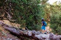 boy walks on top of a fallen tree in the forest. Children\'s leisure, a happy child climbs a tree and has fun