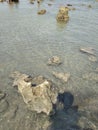 The boy was stand on a big stone in sea  branch Royalty Free Stock Photo