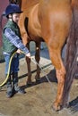 Boy wash his horse Royalty Free Stock Photo