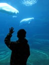Boy watching beluga whales in an aquarium Royalty Free Stock Photo