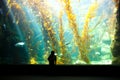 Boy watching kelp forest