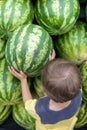 A boy with a watermelon.A little boy picks a watermelon at the market