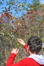 Boy Wearing Red, Picking Crab Apples Royalty Free Stock Photo