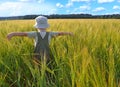 Boy in a wheat field Royalty Free Stock Photo