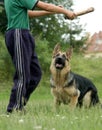 Boy with wolf dog Royalty Free Stock Photo