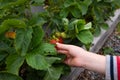 the boy& x27;s hand plucked the picking strawberry from the garden. harvest concept Royalty Free Stock Photo