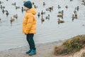 A boy in a yellow jacket feeds ducks on the lake, copy space. Feeding the ducks with bread. Walking in the autumn park Royalty Free Stock Photo