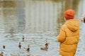 A boy in a yellow jacket feeds ducks on the lake, copy space. Feeding the ducks with bread. Walking in the autumn park Royalty Free Stock Photo