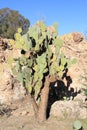 Arizona, Boyce Thompson Arboretum: Nopal Cardon, a Prickly Pear Cactus Royalty Free Stock Photo