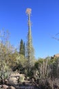 Arizona, Boyce Thompson Arboretum: Boojum or Cirio Tree Royalty Free Stock Photo