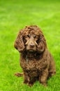 Boykin Spaniel Royalty Free Stock Photo