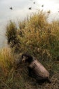 Boykin Spaniel Hunting Dog Awaiting Instructions Royalty Free Stock Photo