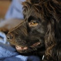 Boykin Spaniel Looking Left Royalty Free Stock Photo