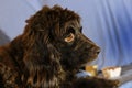 Boykin Spaniel Looking Right Royalty Free Stock Photo