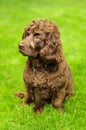 Boykin Spaniel Royalty Free Stock Photo