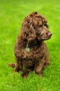 Boykin Spaniel Royalty Free Stock Photo