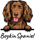 Boykin Spaniel peeking dog isolated on a white background Royalty Free Stock Photo