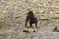 A Boykin Spaniel stands in a stream waiting for something top happen Royalty Free Stock Photo