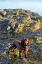 Boykin Spaniel Waiting for her Human Royalty Free Stock Photo