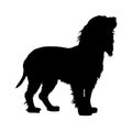 Boykin Spaniiel Dog, Silhouette, North America Royalty Free Stock Photo