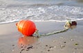 Boyko at the beach Royalty Free Stock Photo