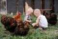 Boys feed chickens and farm animals on their father`s farm in the countryside Royalty Free Stock Photo