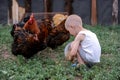 Boys feed chickens and farm animals on their father`s farm in the countryside Royalty Free Stock Photo