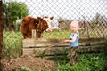 Boys feed chickens and farm animals on their father`s farm in the countryside Royalty Free Stock Photo