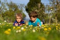 Boys and flowers. Royalty Free Stock Photo