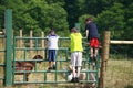 Boys Looking At Goats Royalty Free Stock Photo