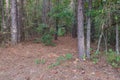 Boys Outhouse In The Woods. Royalty Free Stock Photo