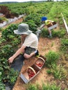 Boys picking strawberries in a field Royalty Free Stock Photo