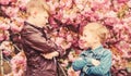 Boys posing near sakura. Kids spring pink flowers of sakura tree background. Botany concept. Brothers enjoying cherry