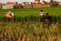 Boys in a rice field with a kite Royalty Free Stock Photo