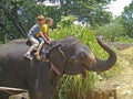 Boys riding on the back of an elephant Royalty Free Stock Photo