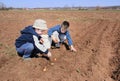 Boys sowing onion