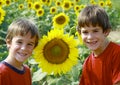 Boys in Sunflower Field Royalty Free Stock Photo
