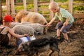 The boys take care of the pigs and feed them. The concept of small farms