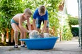 Boys are washing their dog Royalty Free Stock Photo