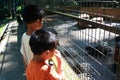 Boys at the Zoo