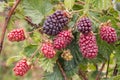Boysenberry bush with ripening berries Royalty Free Stock Photo
