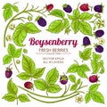 Boysenberry elements set Royalty Free Stock Photo
