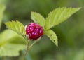 Boysenberry- Rubus ursinus x idaeus