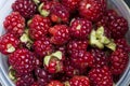 Boysenberry- Rubus ursinus x idaeus