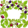 Boysenberry vector frame Royalty Free Stock Photo