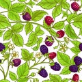 Boysenberry vector pattern Royalty Free Stock Photo