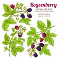 Boysenberry vector set Royalty Free Stock Photo