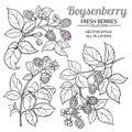 Boysenberry vector set Royalty Free Stock Photo