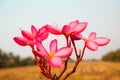 BPlumeria flower pink color blue sky beautiful Thailand background nature in rice field