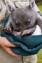 Bqby orphan wombat is fed by a volunteer in Tasmania, Australia